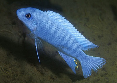Labeotropheus trewavasae 'Ntekete'